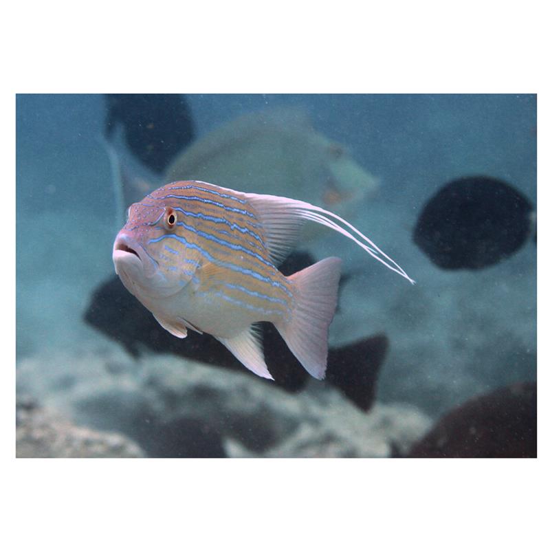 Symphorus nematophorus (Chinamanfish) - imagine 4